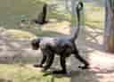 動物図鑑・コモンウーリーモンキー 4